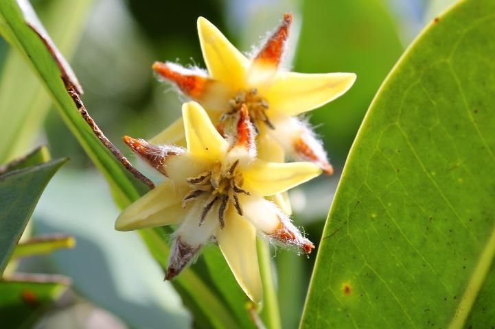 Figure 5. Flower—Rhizophora mangle: red mangrove