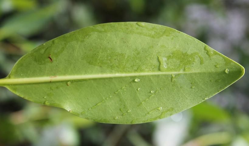Figure 4. Leaf, Under—Rhizophora mangle: red mangrove