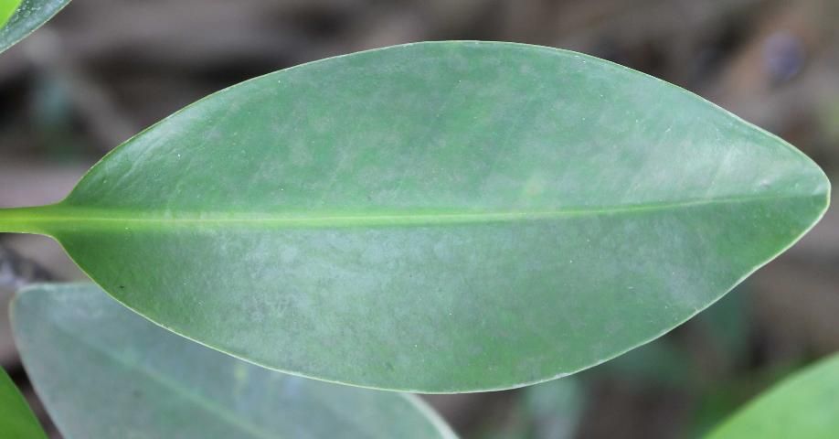 Figure 3. Leaf—Rhizophora mangle: red mangrove