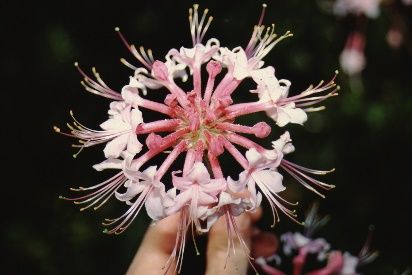 Flower - Rhododendron canescens: Pink Pinxter Azalea, Florida Honeysuckle