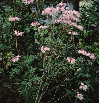Full Form - Rhododendron canescens: Pink Pinxter Azalea, Florida Honeysuckle