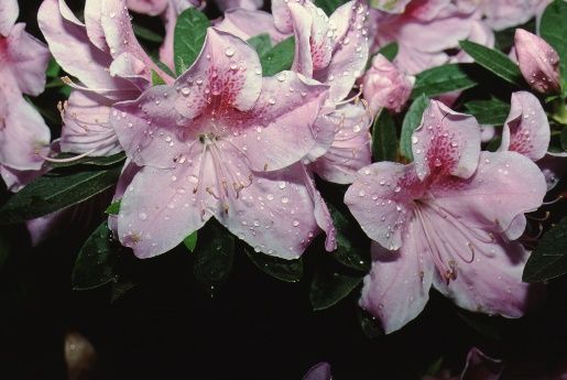 Flower - Rhododendron x 'George Taber': 'George Taber' Azalea