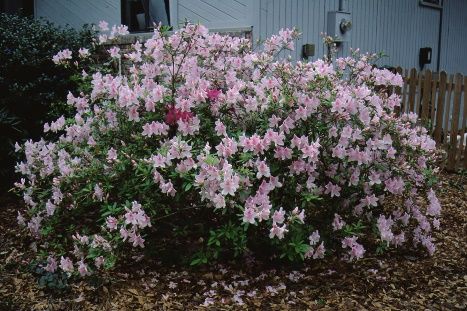 Full Form - Rhododendron x 'George Taber': 'George Taber' Azalea