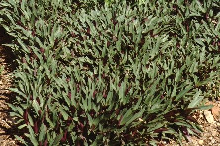 Full Form - Tradescantia spathacea: Oyster Plant, Moses in the Cradle