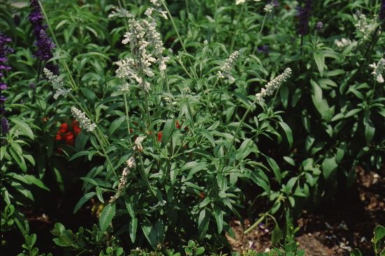 Full Form - Salvia farinacea 'Victoria White': 'Victoria White' Sage