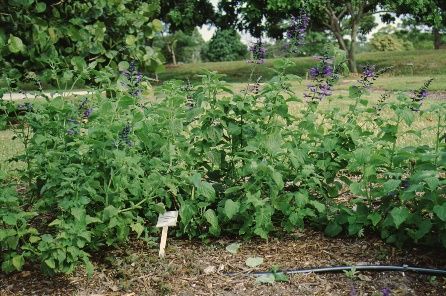 Full Form - Salvia guarantica x gesneraeflor 'Purple Majesty': 'Purple Majesty' Sage, 'Purple Majesty' Salvia
