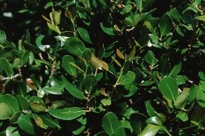 Leaf - Savia bahamensis: Maidenbush