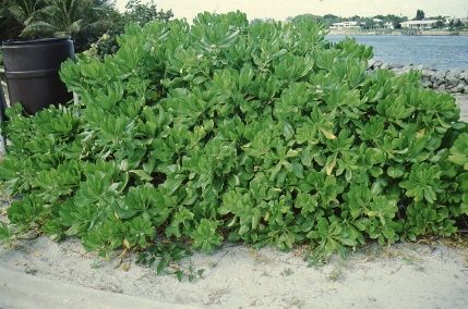 Full Form - Scaevola frutescens: Scaevola, beach naupaka.