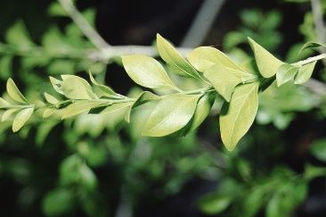 Leaf - Schaefferia frutescens: Florida Boxwood