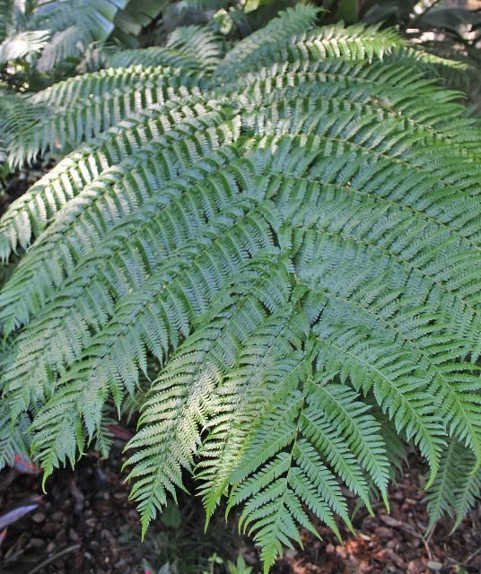 Figure 3. Leaf—Sphaeropteris cooperi: Australian tree fern