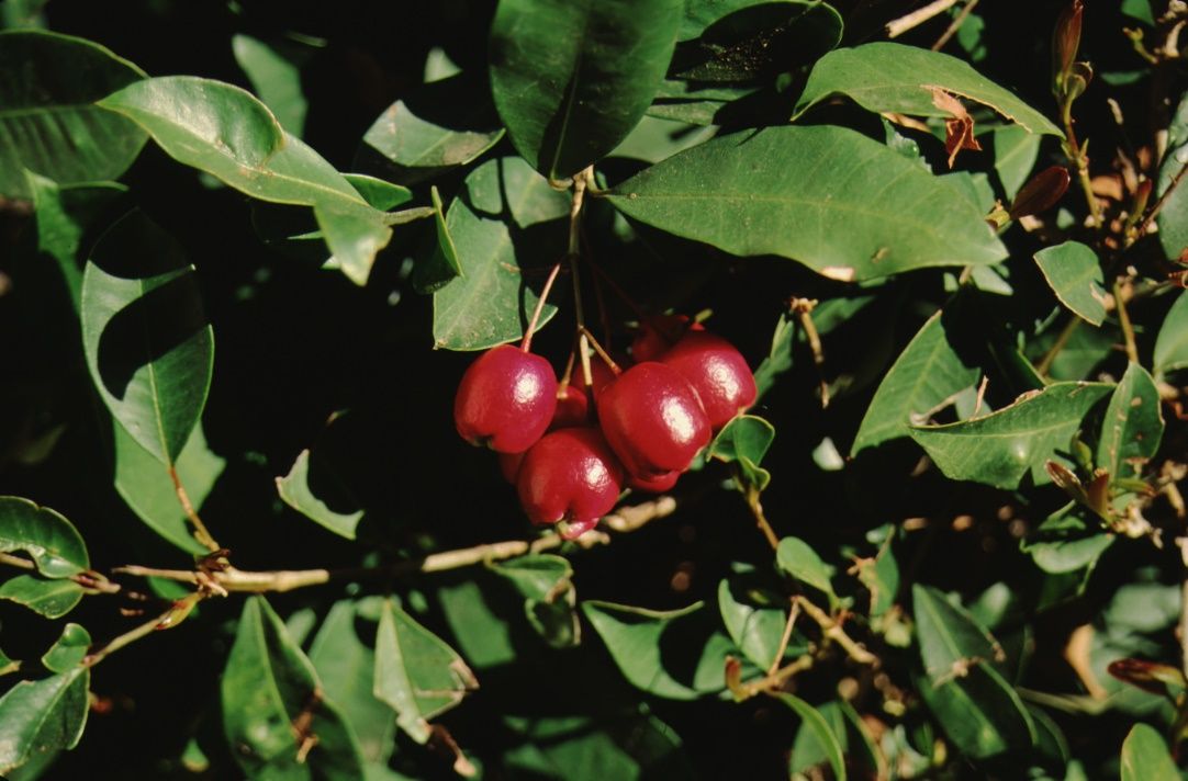 Full Form - Syzygium paniculatum: brush cherry.