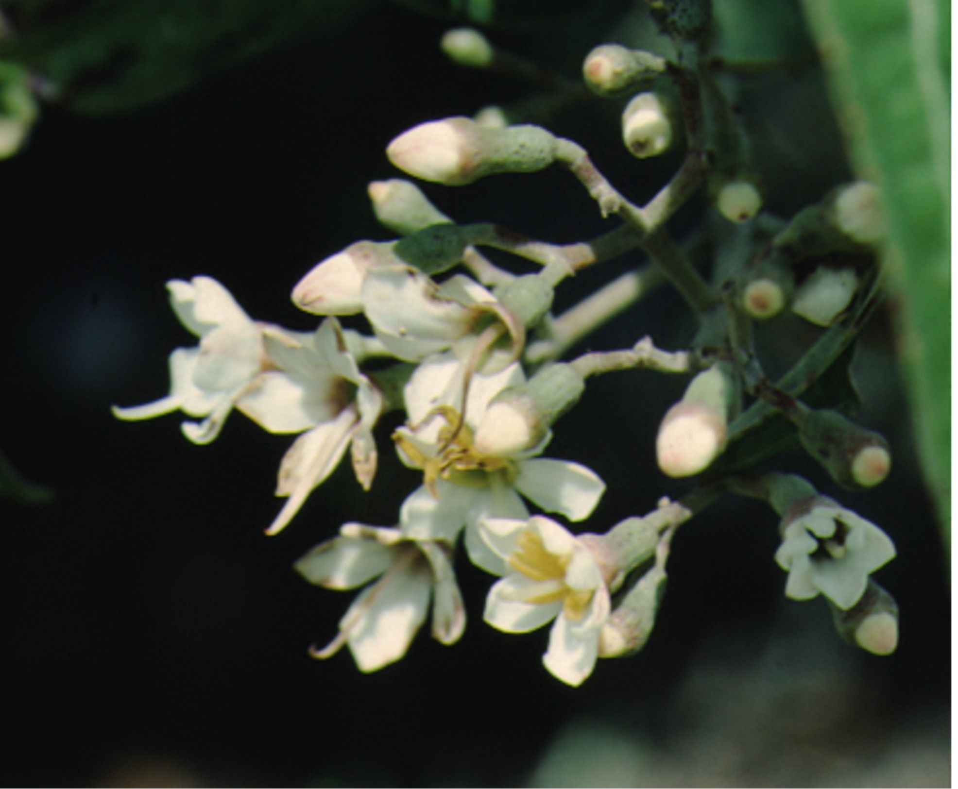 Full Form - Tetrazygia bicolor: Florida Tetrazygia, West Indian lilac.