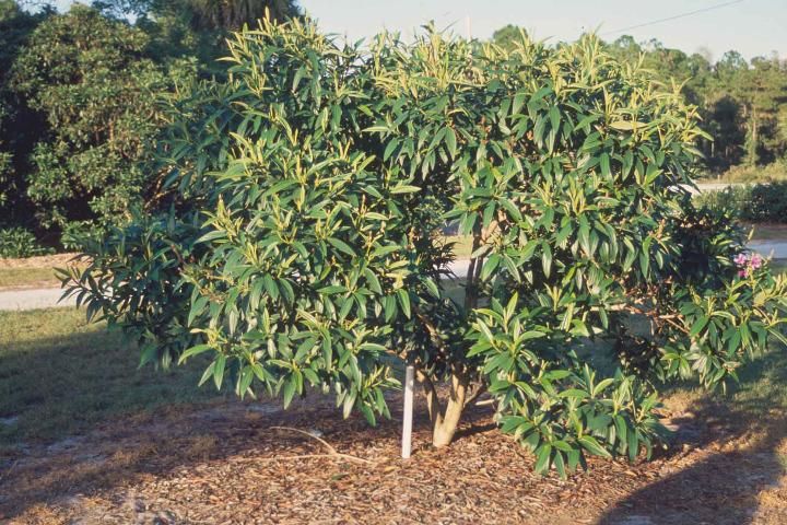 Tibouchina Granulosa - purple glory tree for sale South Florida 🌳