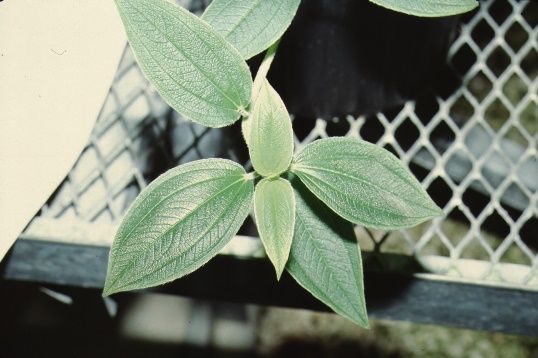 Full Form - Tibouchina spp.: Dwarf tibouchina, glorytree.