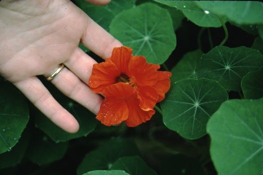 Leaf and Flower - Tropaeolum x 'Jewel Mix': 'Jewel Mix' nasturtium, 'Jewel Mix' watercress