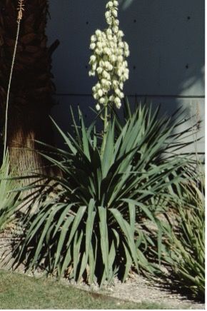Full Form - Yucca gloriosa: Spanish dagger, moundlily yucca.