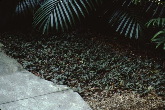 Full Form - Zebrina pendula: Wandering Jew, inchplant.