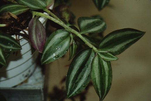 Full Form - Zebrina pendula: Wandering Jew, inchplant.