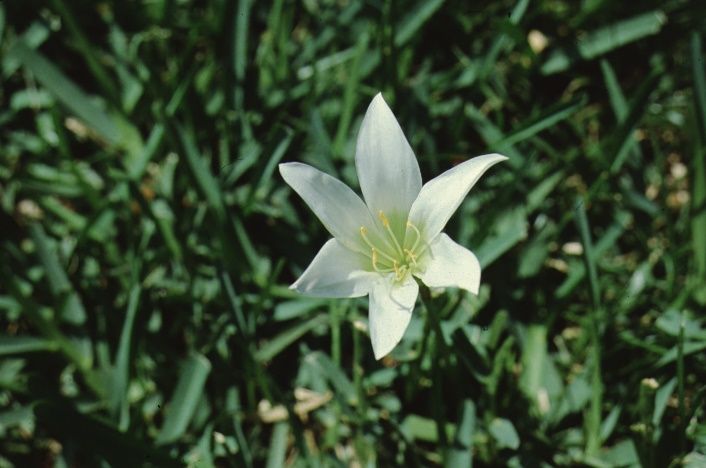 Flower - Zephyranthes spp.: Rain lily.