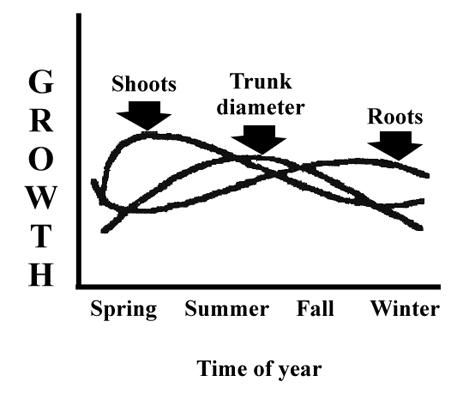 Figure 14. Different parts of trees grow at different times of the year.
