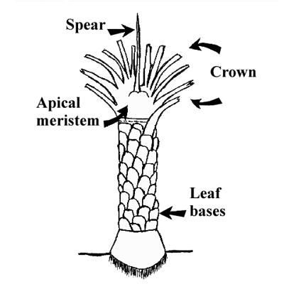 Figure 12. A palm has one apical meristem which produces all its leaves.