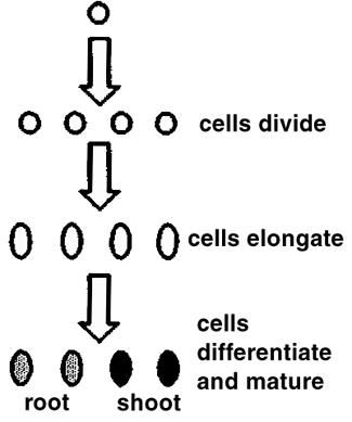 Figure 5. In general, during growth cells divide, elongate and differentiate.