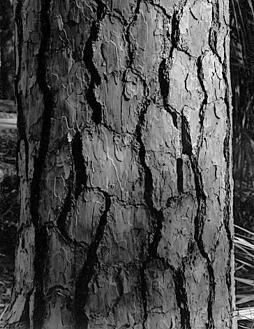 Figure 10. As a tree grows in diameter the bark cracks and may eventually slough off.