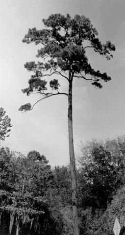 Figure 3. A longleaf pine responding well to its environment.