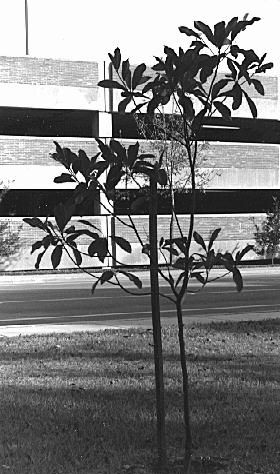 Figure 19. Staking small trees can reduce wind tolerance by limiting 
