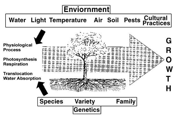 Figure 2. Tree growth is influenced by both the environment and genetics.