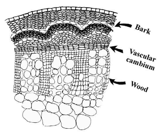 Figure 8. The vascular cambium produces wood on the inside and bark on the outside.