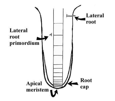 Figure 11. A root tip showing the meristem which produces new cells for root elongation.