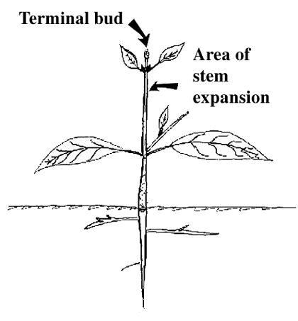 Figure 6. A small tree showing the terminal bud (which contains the apical meristem), leaves that have enlarged, and the area of stem expansion between the leaves.