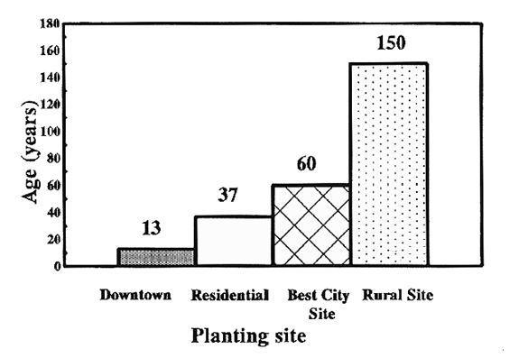 Figure 15. The average tree lives only 13 years in the city, one tenth as long as a tree at a rural location.