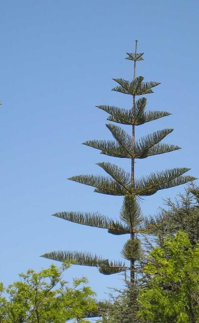 Figure 12. The highly symmetrical, upswept whorls of branches on Norfolk Island pine (Araucaria heterophylla) give the tree a very distinctive appearance.
