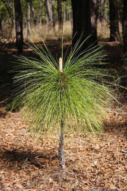 Figure 3. A young longleaf pine (Pinus palustris) as it begins to move out of the grass phase and gain height. Note the white candle bud at the top of the plant. 
