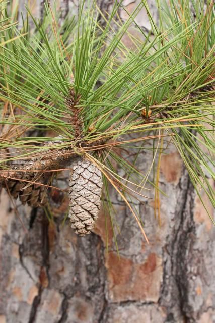 Figure 6. Needles, seed cone, and bark of shortleaf pine (Pinus echinata).