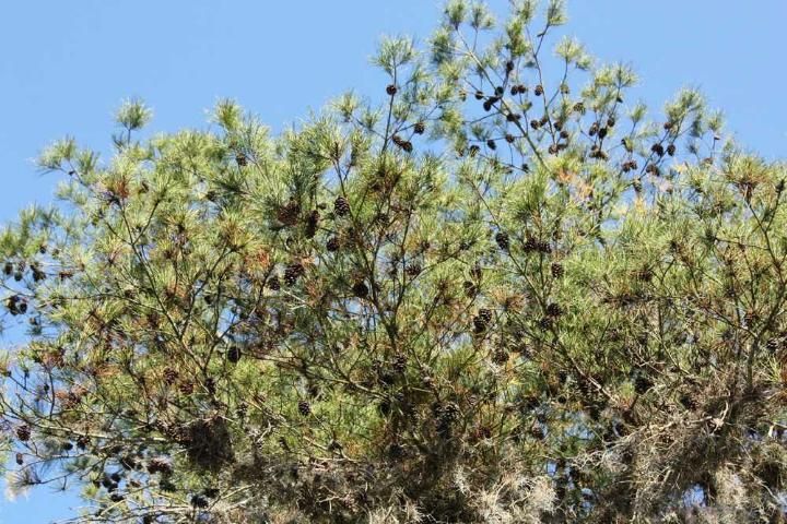 Figure 8. Canopy of spruce pine (Pinus glabra) showing the short needles and the persistent seed cones that remain on the tree after opening.