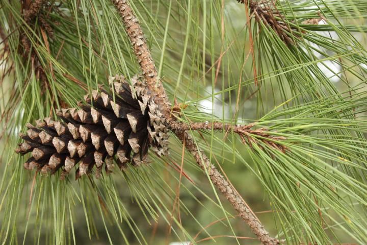 Figure 2. Seed cone and needles of loblolly pine (Pinus taeda). The prickle on the umbo of each cone scale points downwards toward the base of the cone and the connection to the branch.