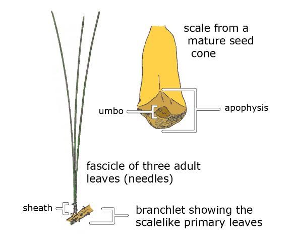 Figure 1. Identification features for pines.