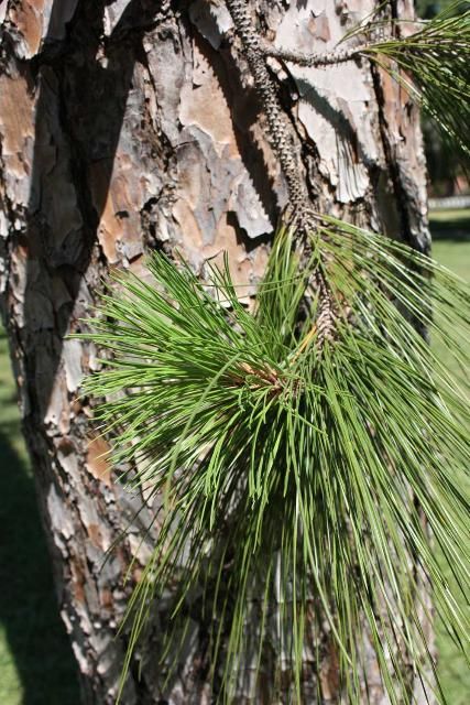 Figure 7. Branch and trunk of slash pine (Pinus elliottii). Note the spirally arranged primary leaves or scales that persist on the branchlets and give them a rough surface after the fascicles of needles have fallen.