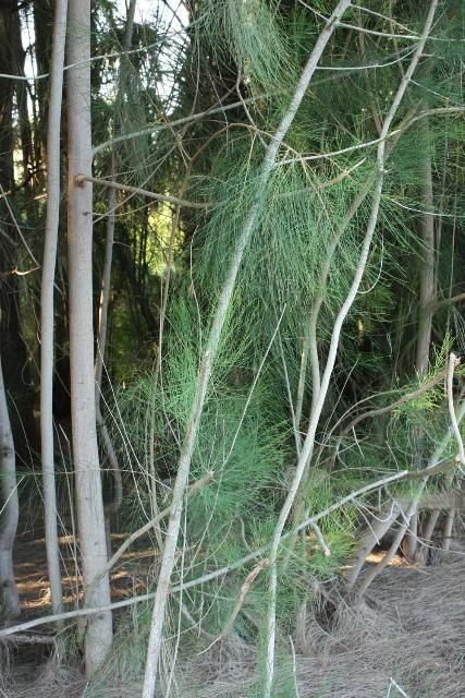 Figure 11. A stand of Australian pine (Casuarina sp.) with the thin stems that resemble needles. The dense shade and thick carpet of fallen foliage produced by these trees can eliminate any undergrowth.