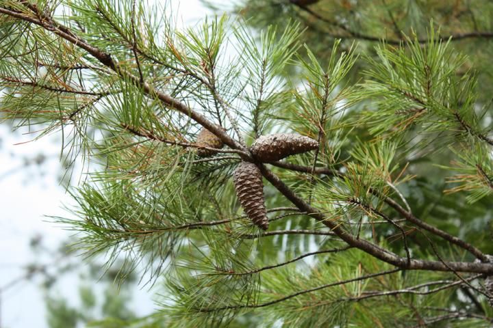 Figure 5. Needles and closed seed cones of sand pine (Pinus clausa). Note the thin diameter and smooth surface of the branchlets.