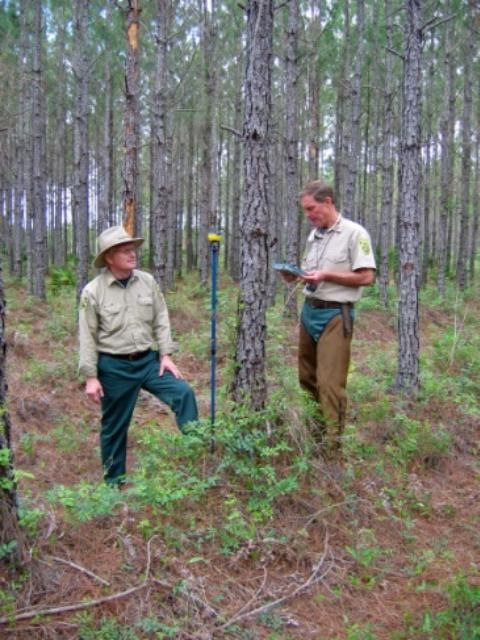 Figure 5. Tree-improvement foresters measuring height, diameter, disease, and tree form on a slash pine plus-tree seedling in order to determine the genetic worth of its parents.