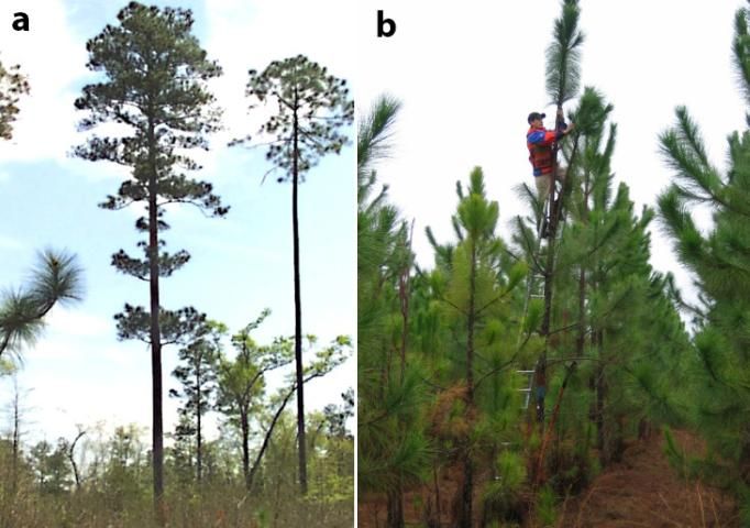 Figure 1. a) A large, straight and healthy first-generation Florida loblolly pine plus-tree selection. b) Collecting scion from a third-generation slash pine forward selection. This selection was made in a second-generation slash pine progeny test.