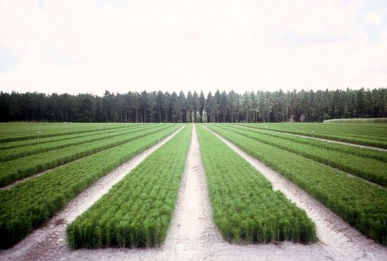 Figure 4. Improved bare root slash pine seedlings growing in a Florida forest tree nursery.