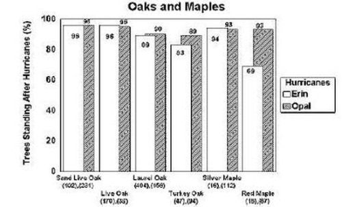 Figure 2b. The percentage of oaks and Maples still standing after Hurricanes Erin and Opal.