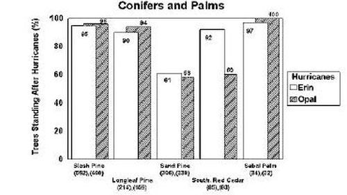 Figure 2a. The percentage of conifers and palms still standing after Hurricanes Erin and Opal.