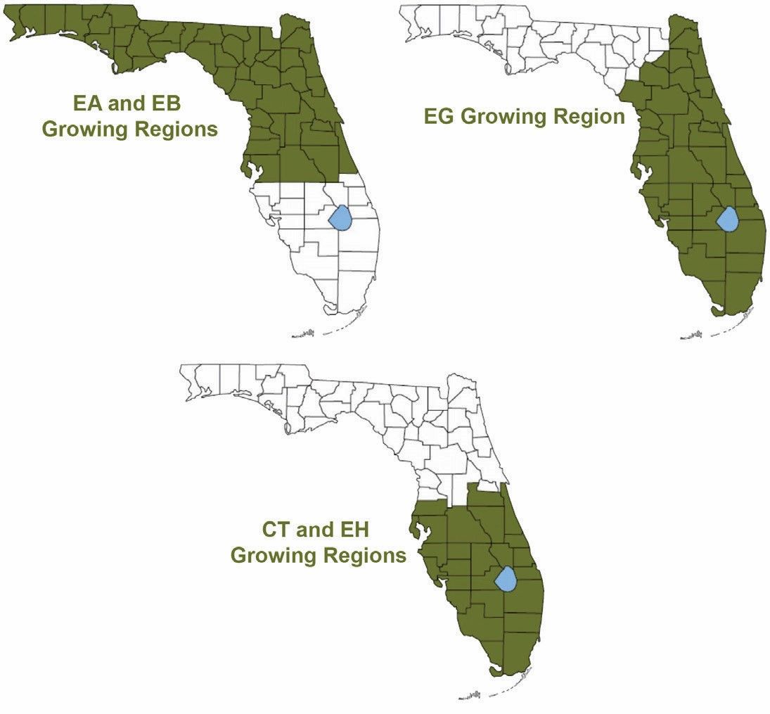 Climate-defined growing regions in Florida for E. amplifolia (EA), E. benthamii (EB), E. grandis (EG), E grandis x E. urophylla hybrid (EH), and C. torelliana (CT).