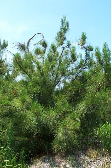Figure 5. Example of copper (Cu) deficiency in young, loblolly pine growing on a CRIFF C group soil (note: the soft and s-shaped terminal and lateral shoots).